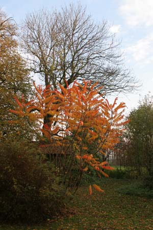 IMG_1150
