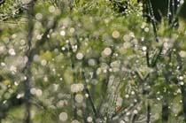 3-Lichtperlenspiel_4489