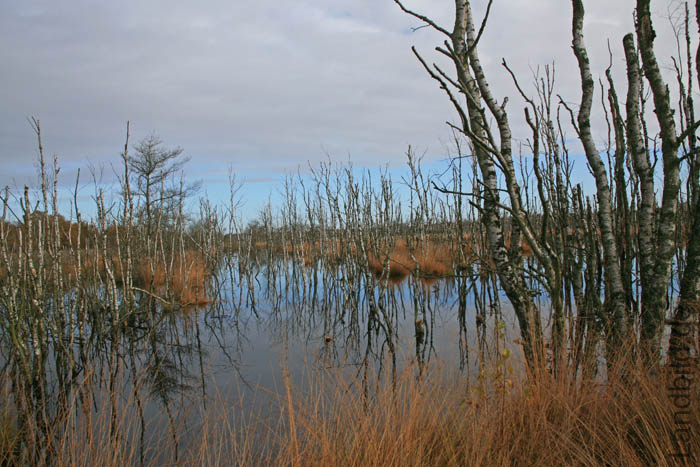 Hohes Moor_7090
