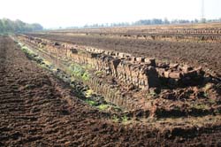 Altendorfer Moor_6863