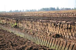 Altendorfer Moor_6869