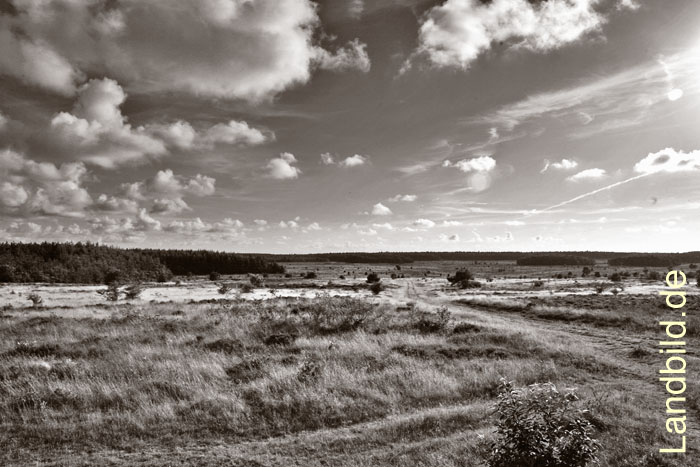 Cux Kuestenheide_7053