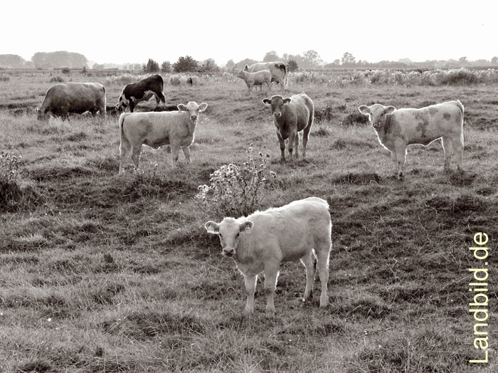 Junge Rinder 1060234