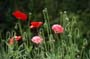 Mohn