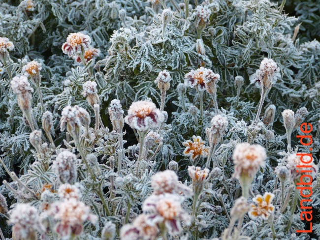 Tagetes-Raureif1100537