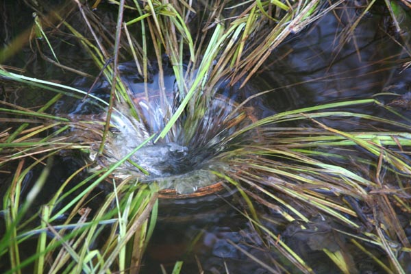 OsteFischteiche_6423