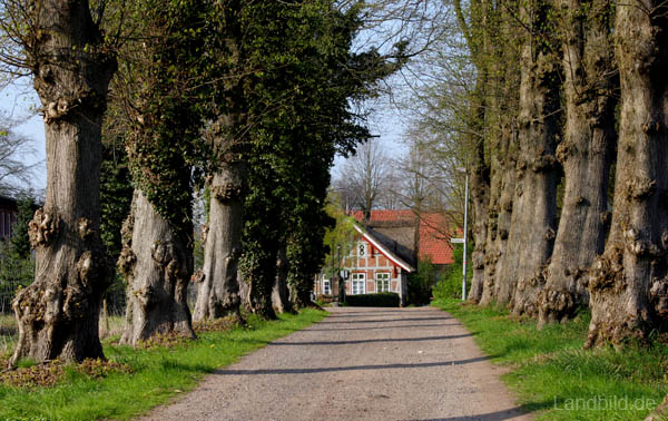 Allee_7368