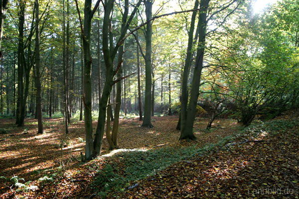 Wald_0294