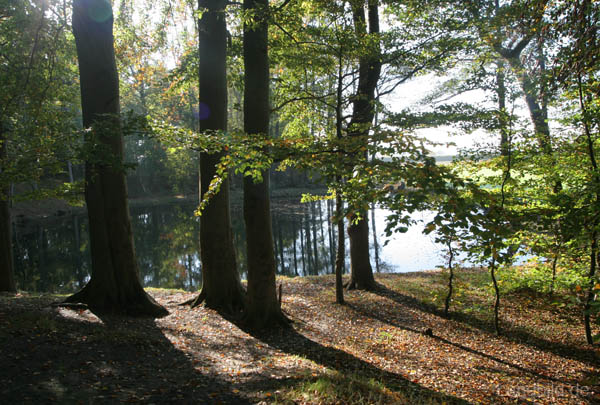 Waldteich_0301