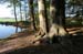 Buchen_0303
