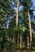 Geesthof Douglasien_6545