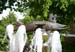 Hecht_0757