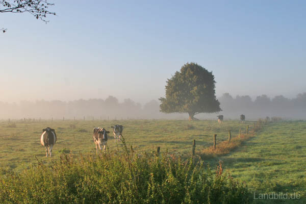Ortsteil-Niendorf_9368