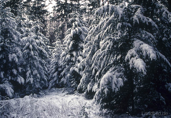 Winter-Landschaft_08