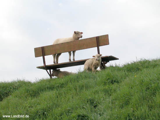 Deichschafe1130