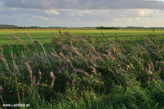 Hasenfleet_5857