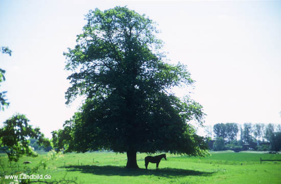 Niederstrich_09