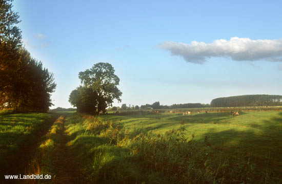 Niederstrich_10