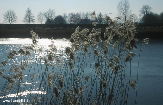 Oste_11