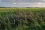 Hasenfleet_5857