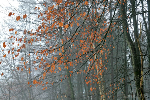 Herbststimmung_8632