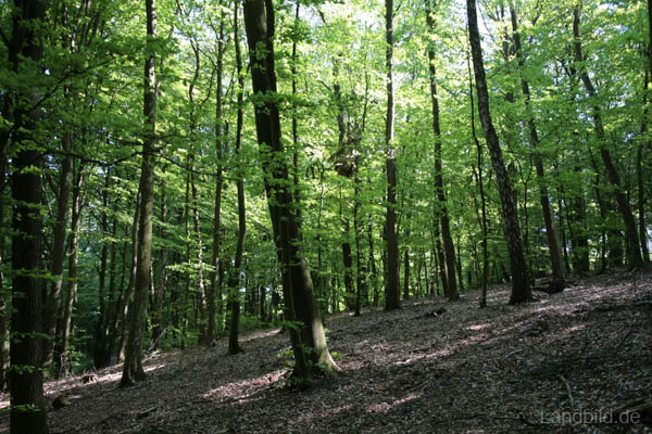 Wald-0841