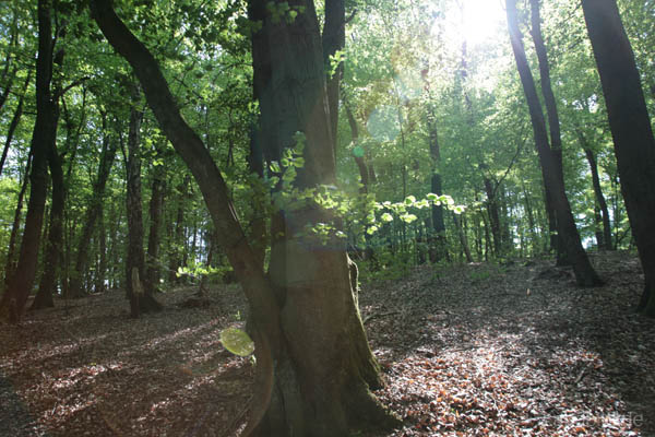 Wald-0875