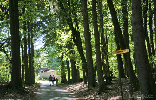 Waldwege_0836