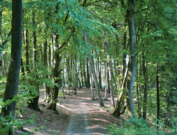 Waldwege_0879