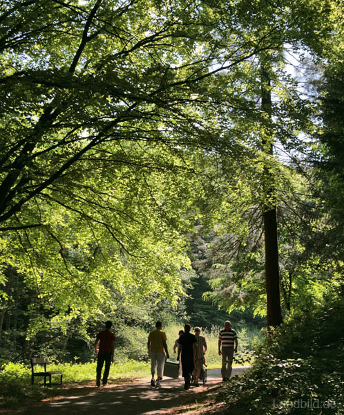 Waldwege_0889