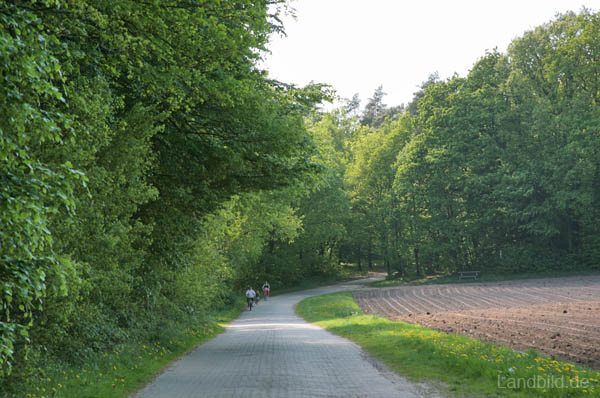 Waldwege_0912