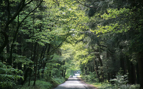 Waldwege_0918