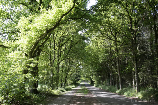 Waldwege_1795