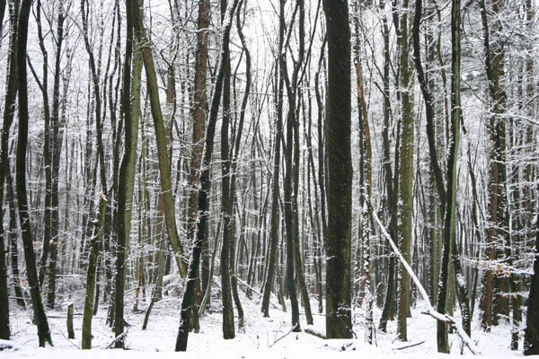 Winter-Wingst_1036
