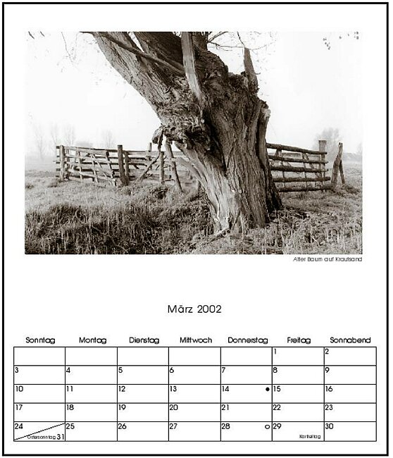 03-Alter Baum auf Krautsand