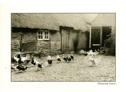 0718 Flatternde Enten