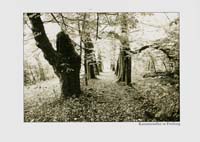 0201 Allee in Freiburg