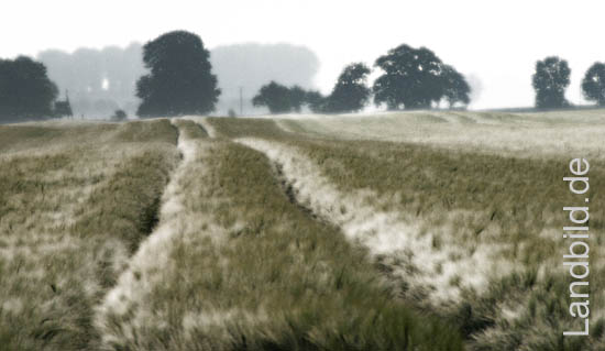 2-GetreideWogen_2654