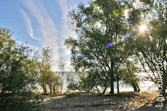 2-Strandbaeume