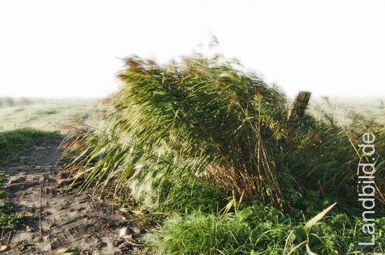 3-Reet im Wind1