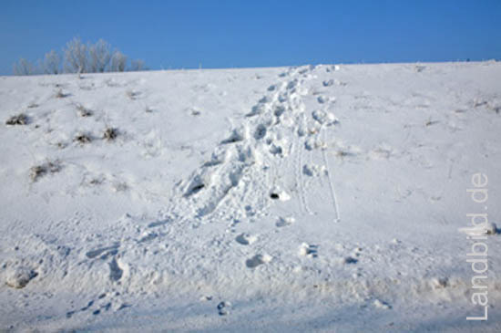 4-SchneeSpuren