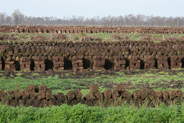 Altendorfer Moor_1343