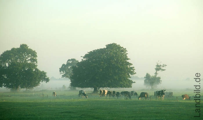 Hueller Moor_10