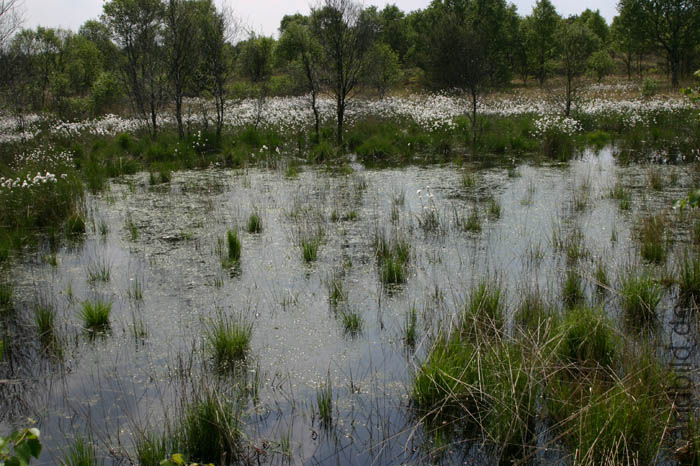 Langenmoor_2455