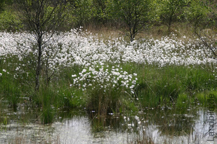 Langenmoor_2459