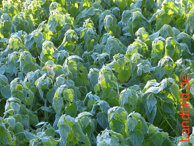 Brennnesssel-Raureif110004