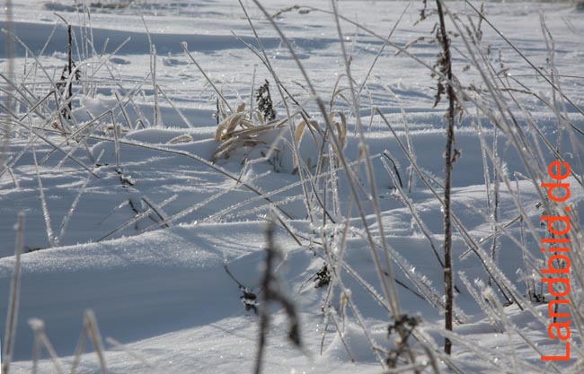 Graeser im Schnee_3888