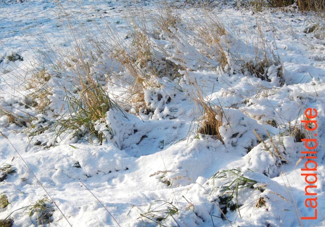 Gras-schneeueberdeckt