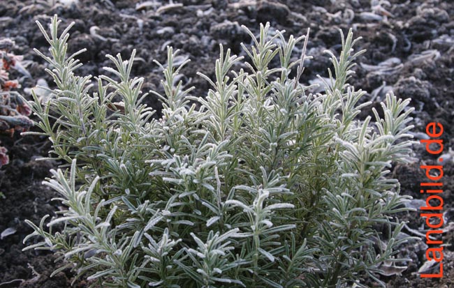 Rosmarin-Raureif_1396