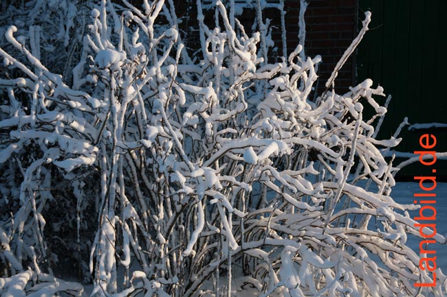 Schneehecke_3853